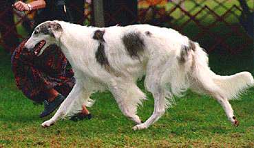 can a borzoi and a pudelpointer be friends