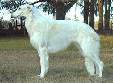 borzoi plush