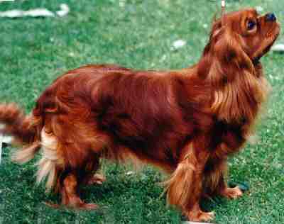 Ruby red king charles 2024 cavalier