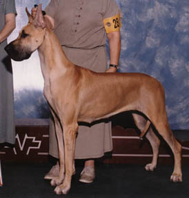 fawn color example